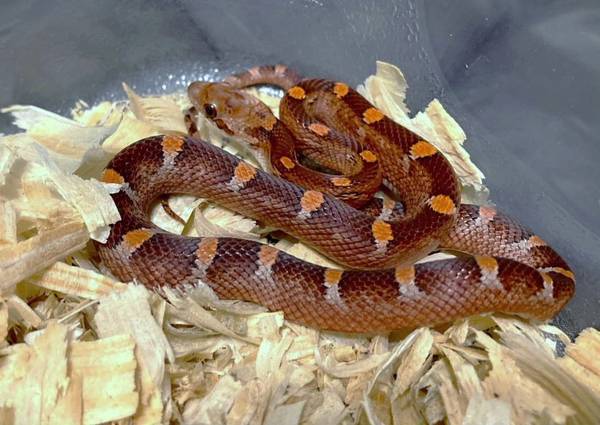 Picture of How To Breed Corn Snakes - Reptile Review